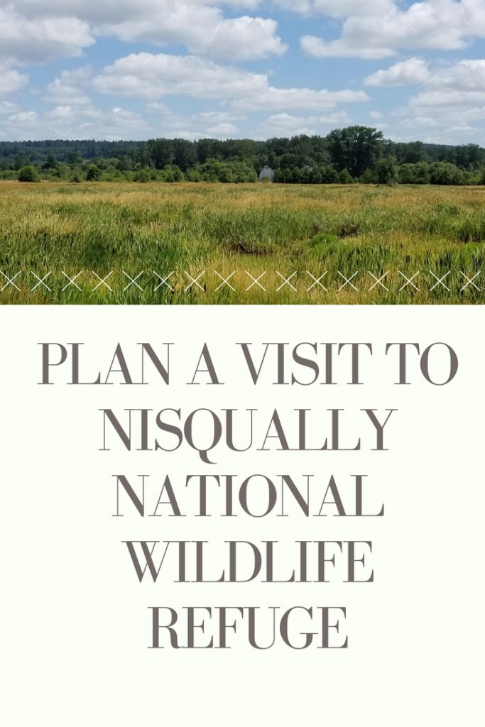 Nisqually National Wildlife Refuge is located between Tacoma and Olympia and is a great spot to watch for wildlife, take beautiful photographs and so much more.