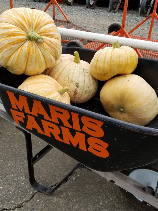 Visit Maris Farms in Buckley for all your fall fun!
