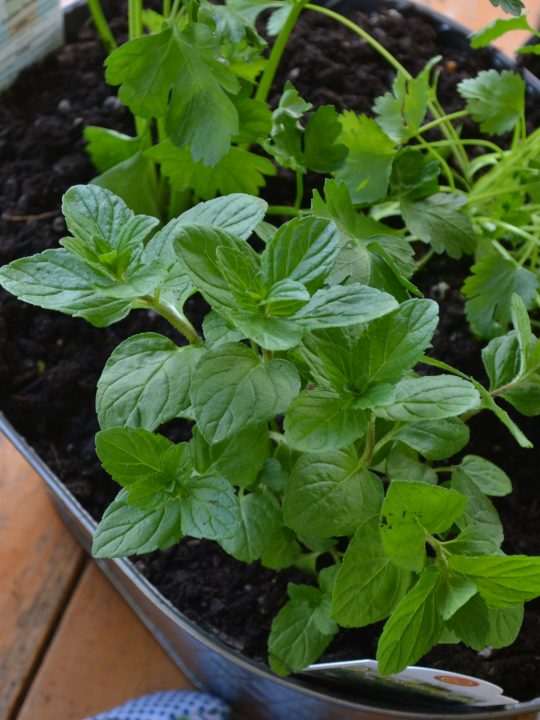 DIY Herb Garden Planter