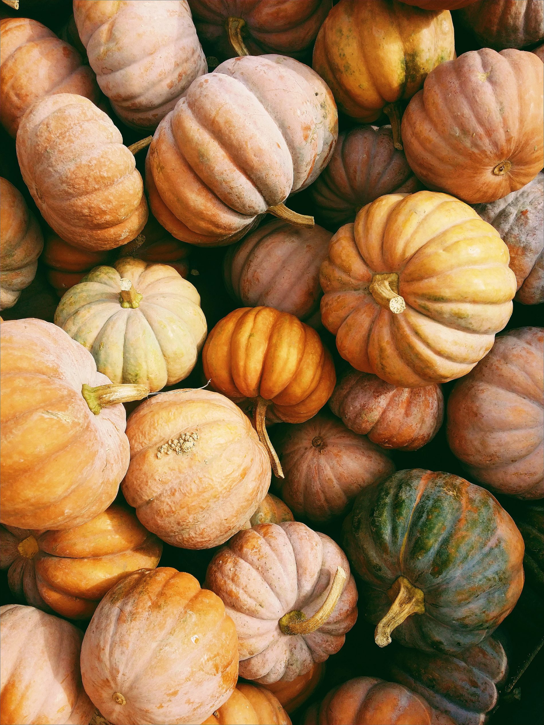 Pierce Rutledge The Ultimate Guide to Fall Events in Pierce County 2026 – Love, Tabitha
