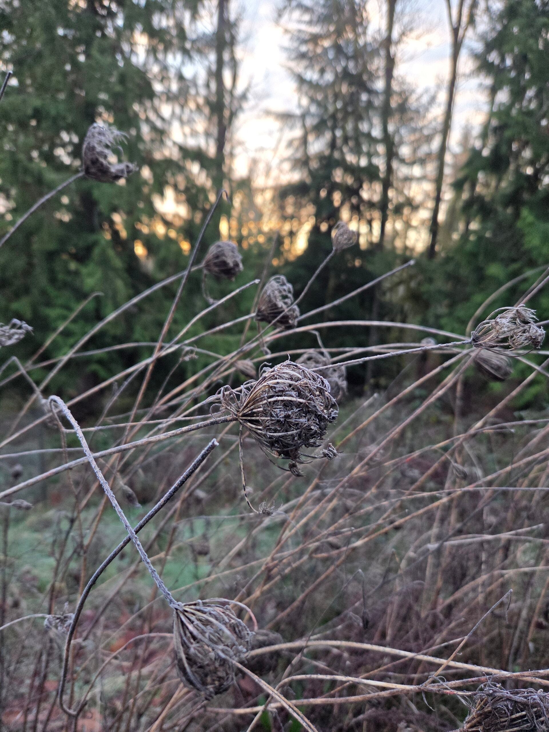 20251228_081537 20251228_081537