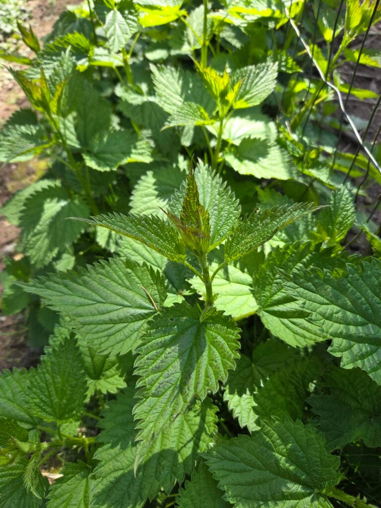 Stinging Nettle on the Homestead: Uses, Benefits & Harvesting Tips
