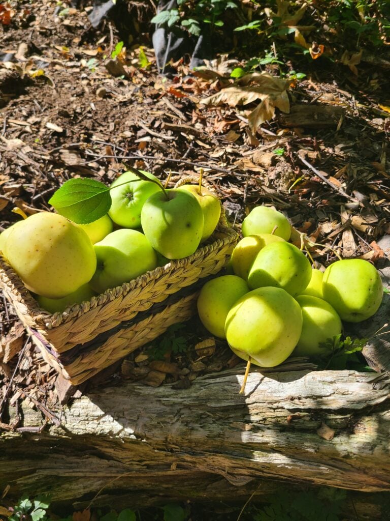 The Beginner’s Guide to Food Forests