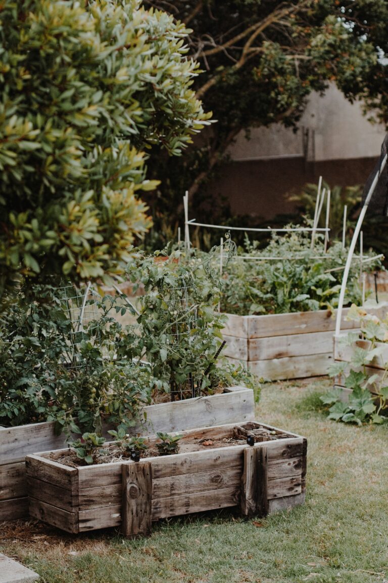 The Beginner’s Guide to Growing a Garden (Without Losing Your Mind)