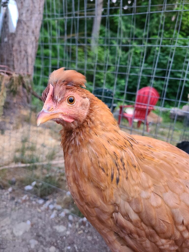 10 Chickens That Thrive in the Pacific Northwest