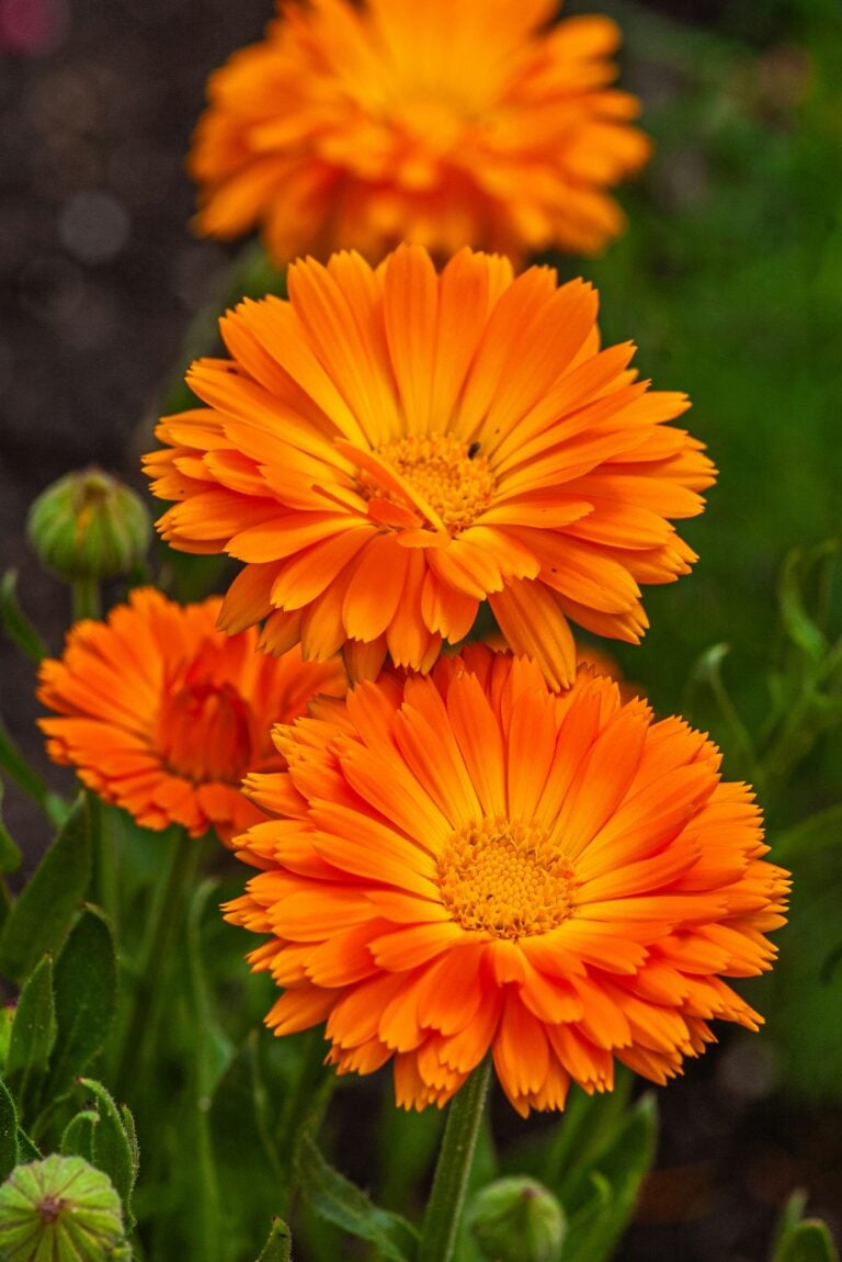 Why Every Garden Needs Calendula