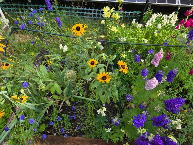 Everything Growing in Our Pacific Northwest Garden Right Now!