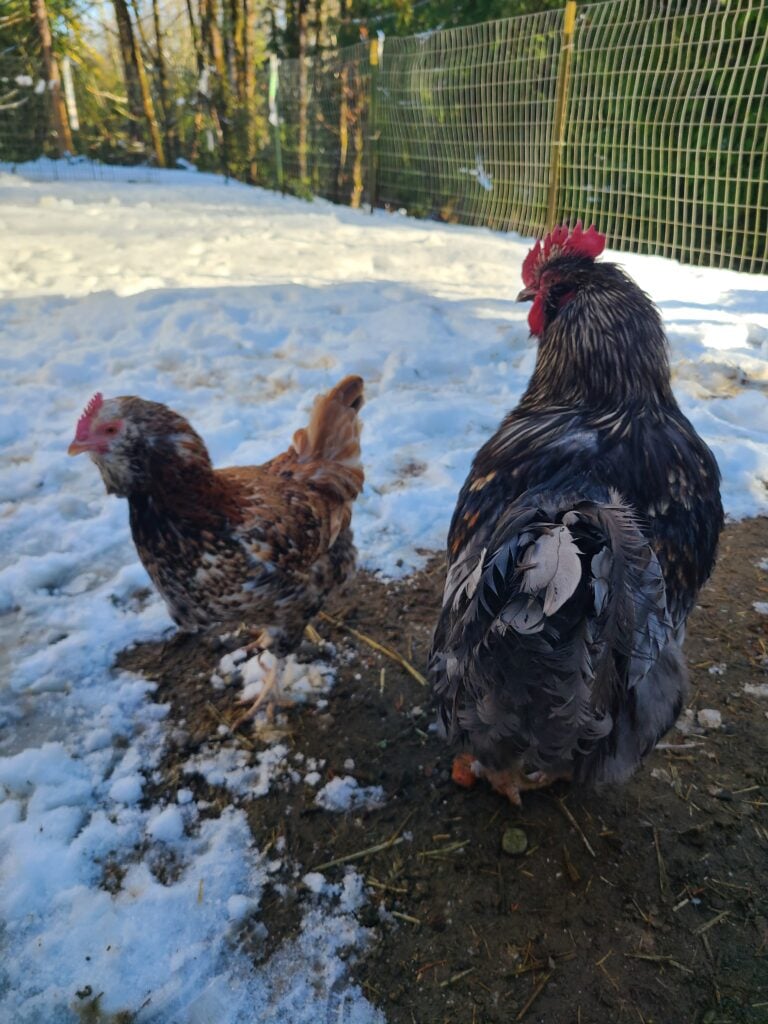How to Get Your Chickens Ready for Winter: A Practical Guide for a Happy, Healthy Flock